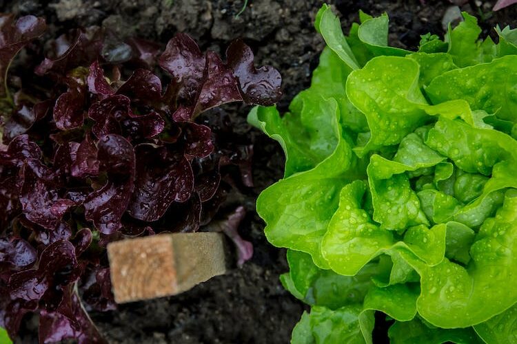 Salat Growbox